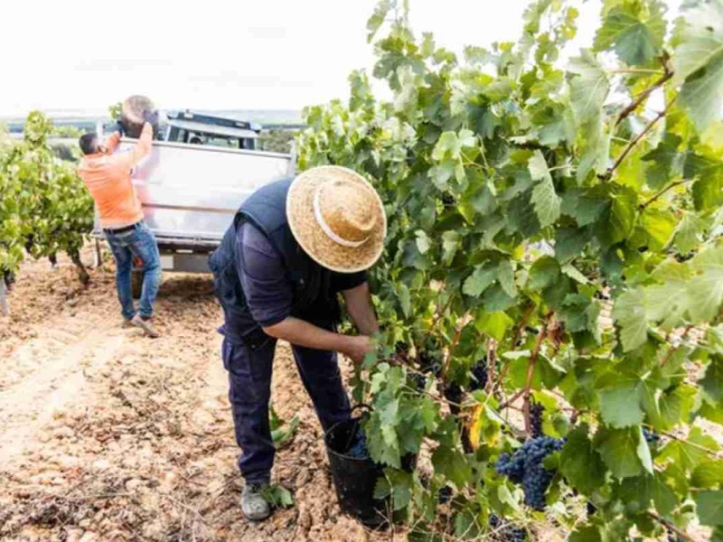 trabajo para migrantes en California l depositphotos